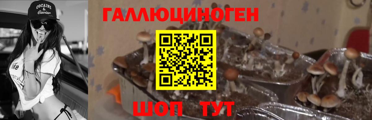 Галлюциногенные грибы GOLDEN TEACHER Щёлково